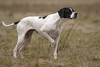 female English Pointer