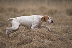running English Pointer
