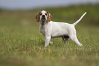 English Pointer Puppy