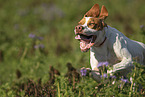 running English Pointer