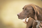 English Pointer Portrait