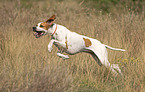 running English Pointer
