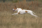 running English Pointer