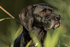 English Pointer Portrait