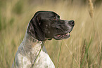 English Pointer Portrait