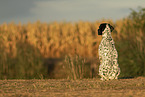male English Pointer