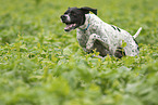 running English Pointer