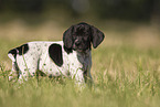 English Pointer Puppy
