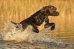 running English Pointer