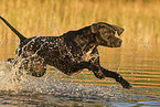 running English Pointer