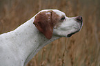 English Pointer Portrait