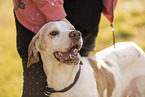 English Pointer Portrait