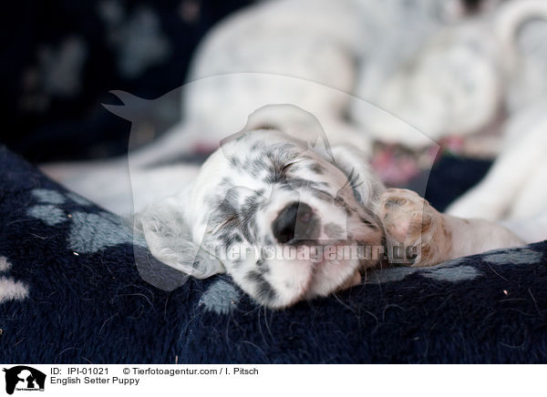 English Setter Welpe / English Setter Puppy / IPI-01021