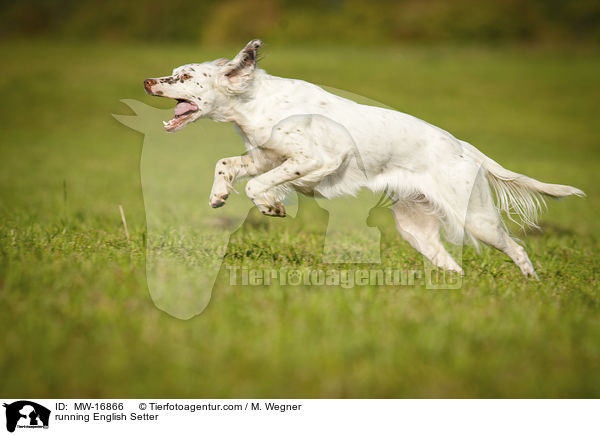 rennender English Setter / running English Setter / MW-16866