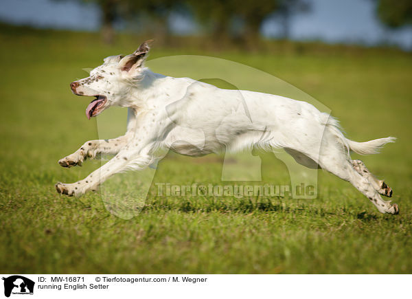 rennender English Setter / running English Setter / MW-16871