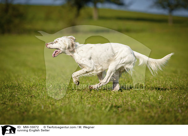 rennender English Setter / running English Setter / MW-16872