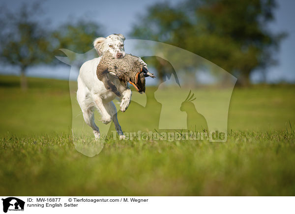 rennender English Setter / running English Setter / MW-16877