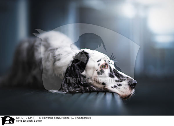 liegender English Setter / lying English Setter / LT-01241
