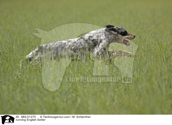 rennender English Setter / running English Setter / MIS-01275