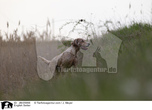 English Setter / JM-05666