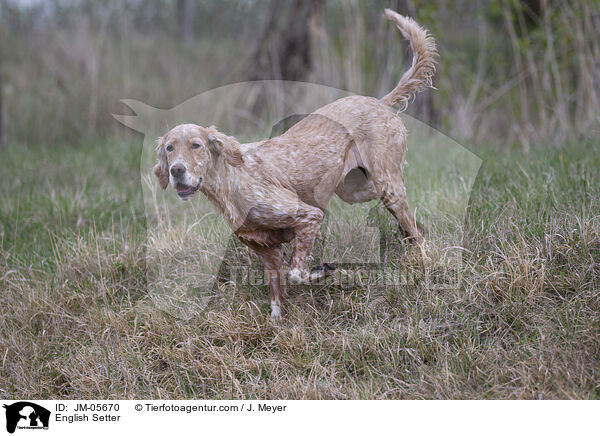 English Setter / JM-05670