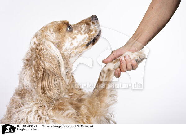 English Setter / English Setter / NC-03224