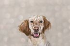 English Setter Portrait