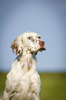 English Setter