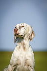 English Setter