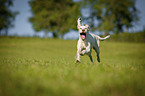 running English Setter