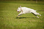 running English Setter