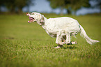 running English Setter