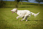running English Setter