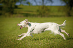 running English Setter