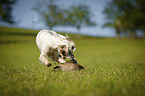 playing English Setter