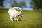 playing English Setter