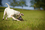 playing English Setter