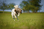 running English Setter