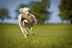 running English Setter