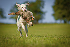 running English Setter