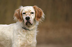 English Setter