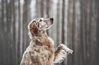 English Setter in the winter