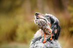 retrieving English Setter