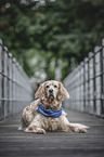 female English Setter