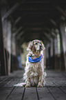female English Setter