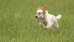 running English Setter