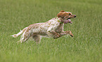 running English Setter