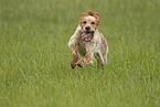 running English Setter