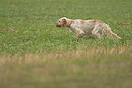 running English Setter