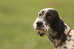 English Setter Portrait